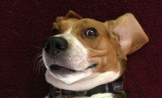 Top 10 Things Beagles Don’t Like 8
