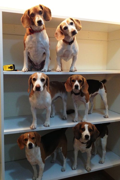 cute beagles climbing dogs photo