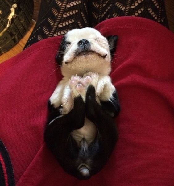 cute boston terrier puppy