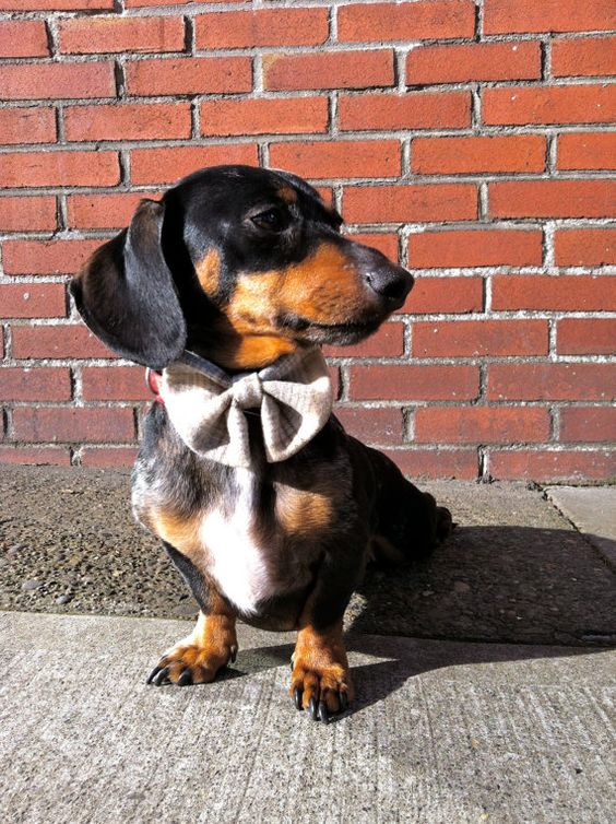 cute bowtie doxie pics dachshund