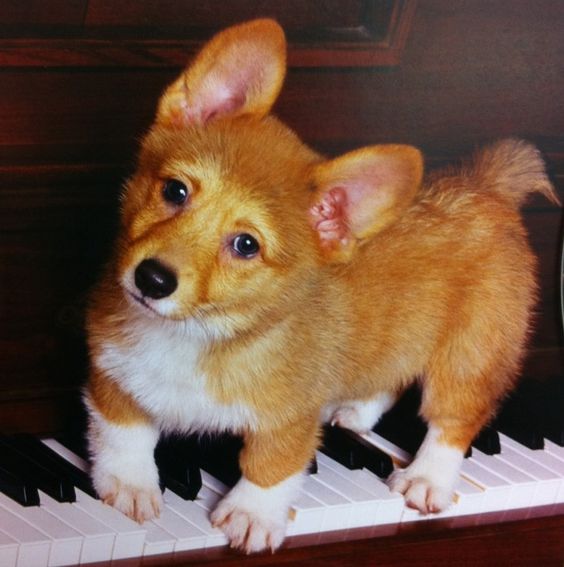 21 Things That Make Corgis Happy 15 cute corgi playing piano photo