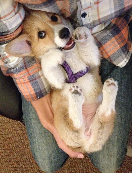 cute corgi puppy playing photo