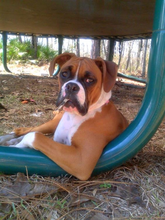 18 Things That Make Boxer Dog Happy 17 cute dog boxer shade photo