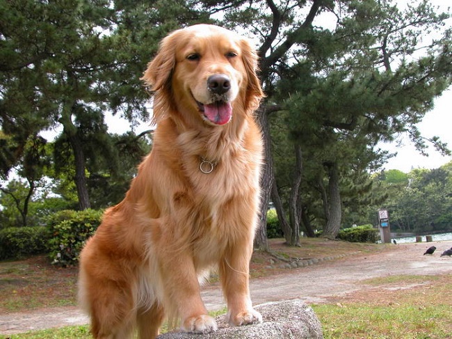 cute dog golden retriever amazing pics