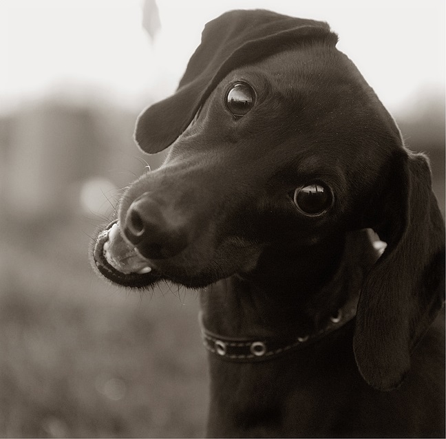 cute eyes dogs dachshund photo pics