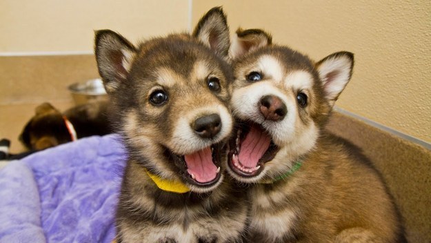 14 Dog Best Friends Who Love Each Other A Lot 9