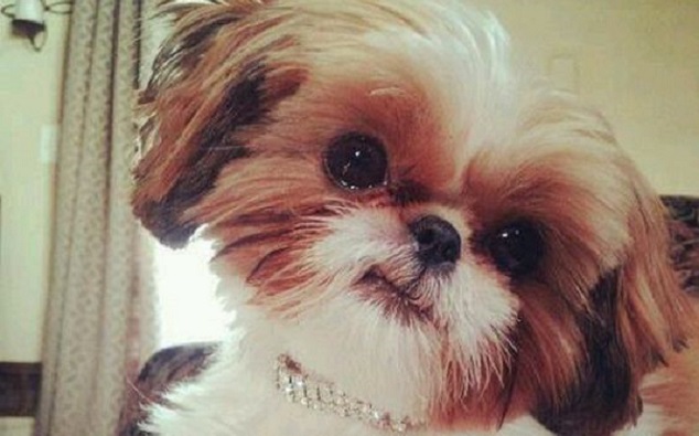 6 Problems Only Shih Tzu Owners Will Understand 7