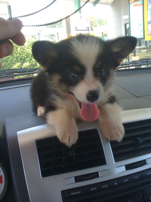 21 Things That Make Corgis Happy 1 cute puppy road trip corgi