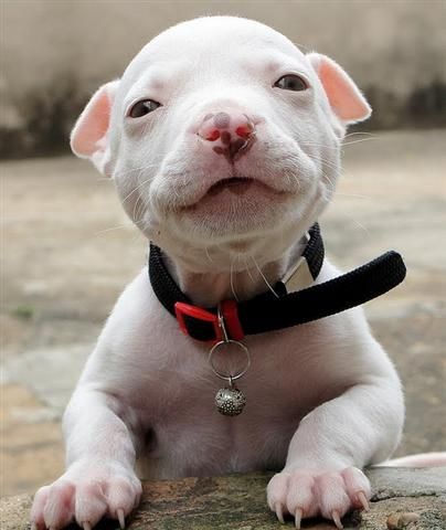cute smiling puppy photo