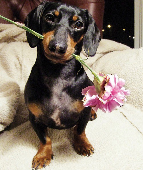 dachshund and flower