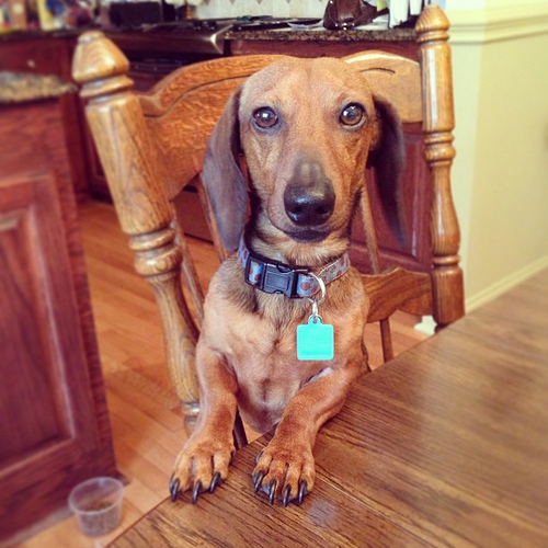14 Signs You Are A Crazy Dachshund Person 8 dachshund at table