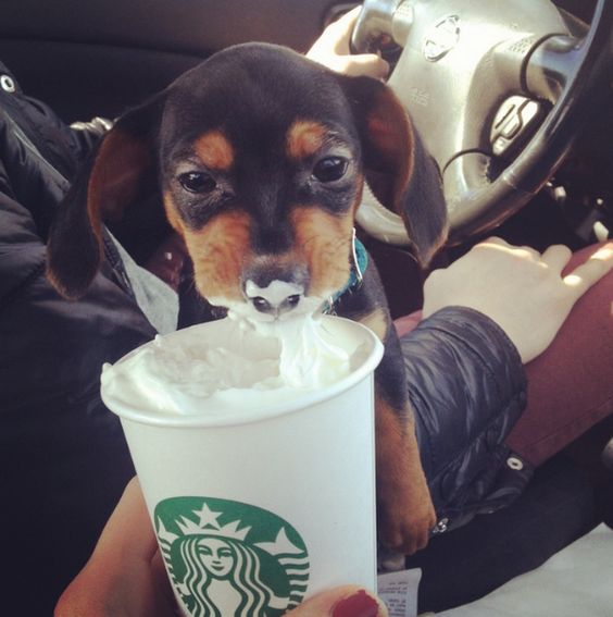 dachshund cute puppy
