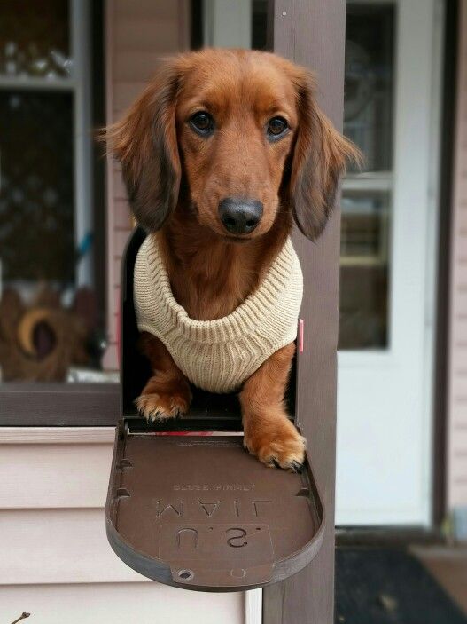 dachshund mailbox