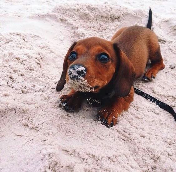 dachshund puppy walk