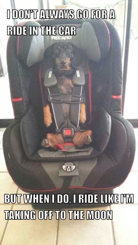 dachshund riding car photo