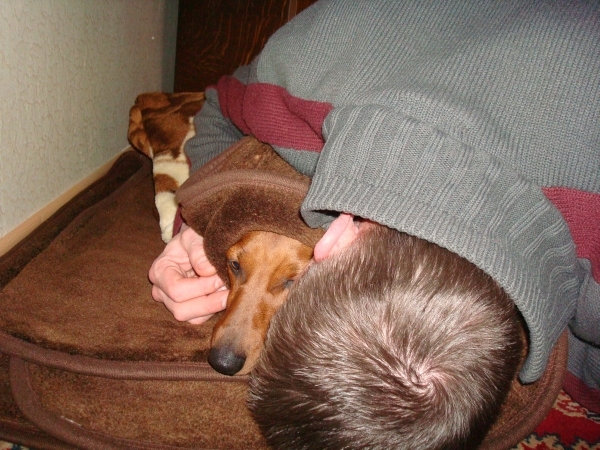 dachshund sleep man pics