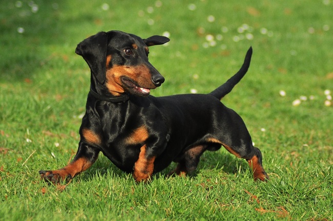 dachshund spring photo pics