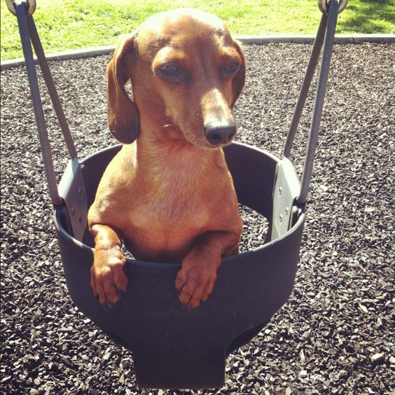 dachshund swinging