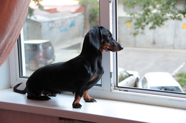 12 Realities That New Dachshund Owners Must Accept