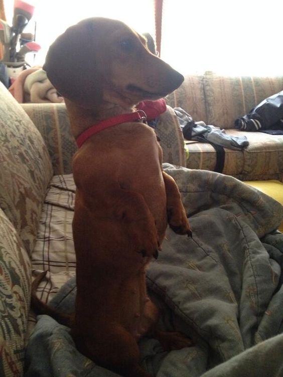 dachshund watching TV photo dog