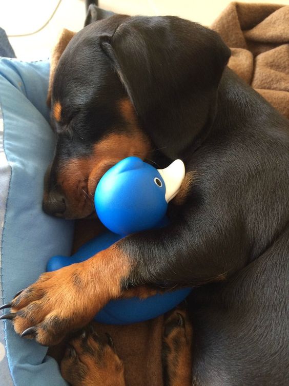 dachshund with toy