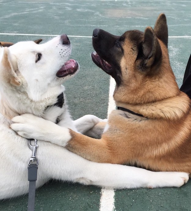 dog convercation