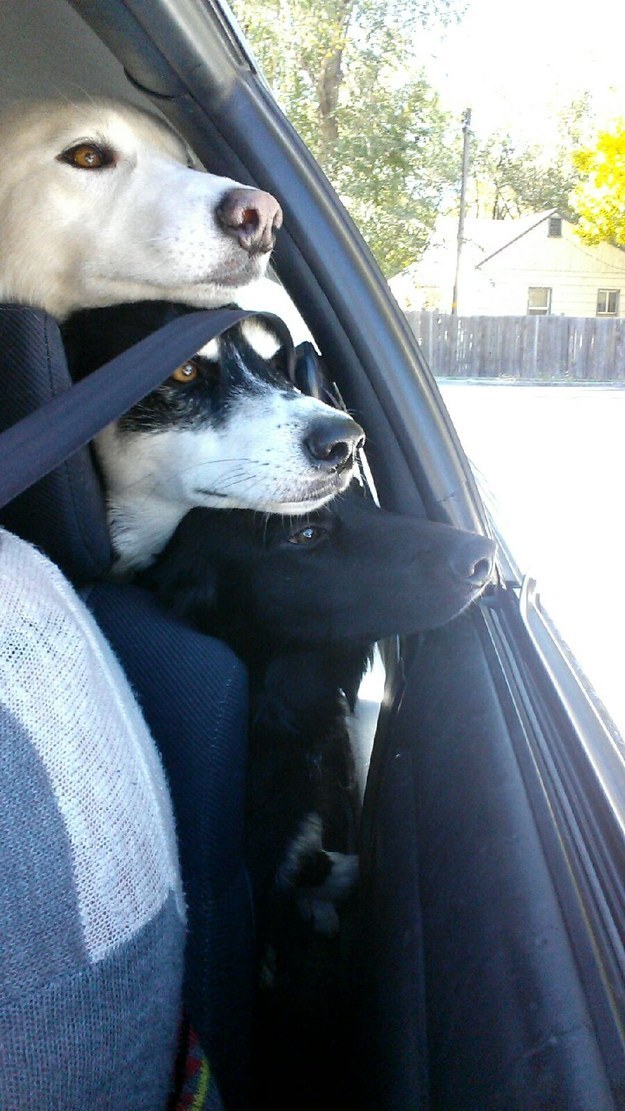 dogs love car rides photo