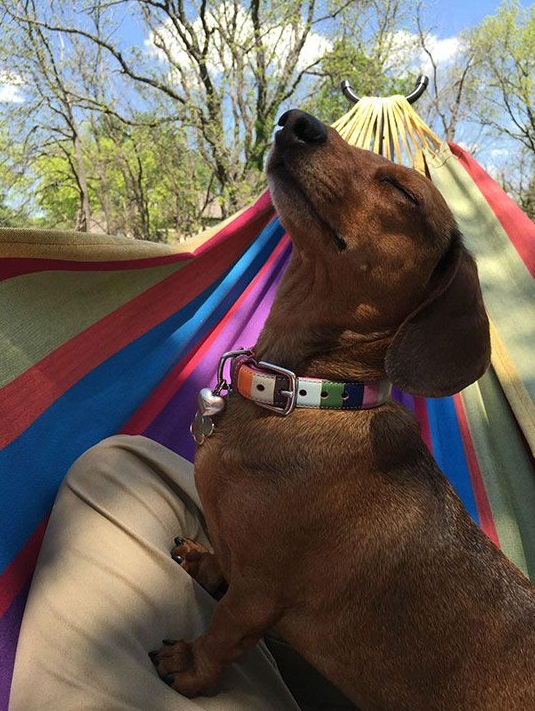 doxie enjoy hammock