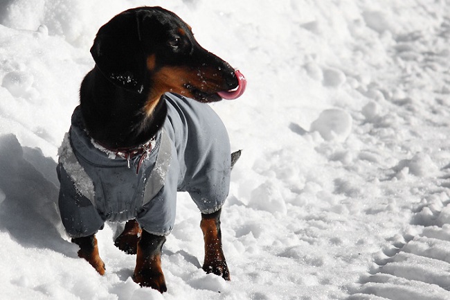 doxie winter snow photo