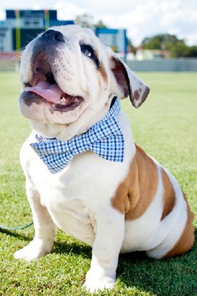 english bulldog bowtie