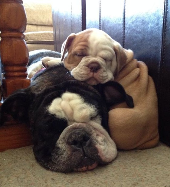english bulldog dogs nap time