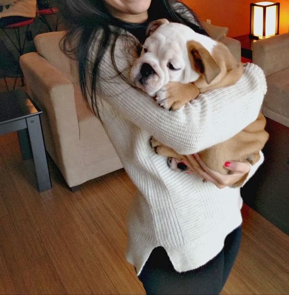 english bulldog hug