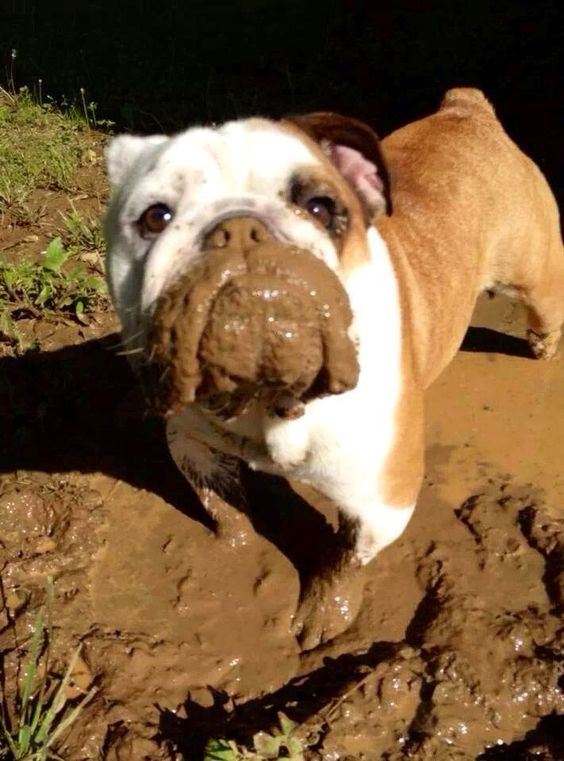 english bulldog mud