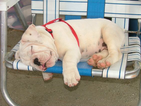english bulldog nap time