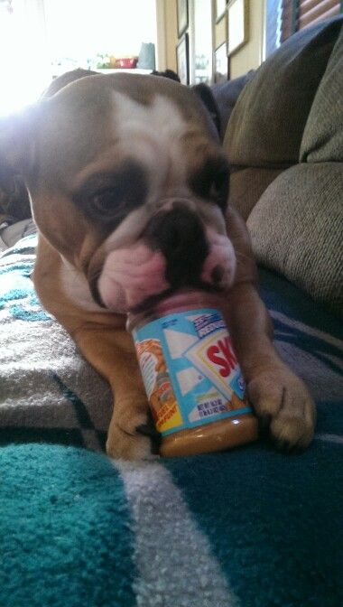 english bulldog peanut butter