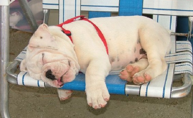 The 10 Most Awkward English Bulldog Sleeping Positions 1