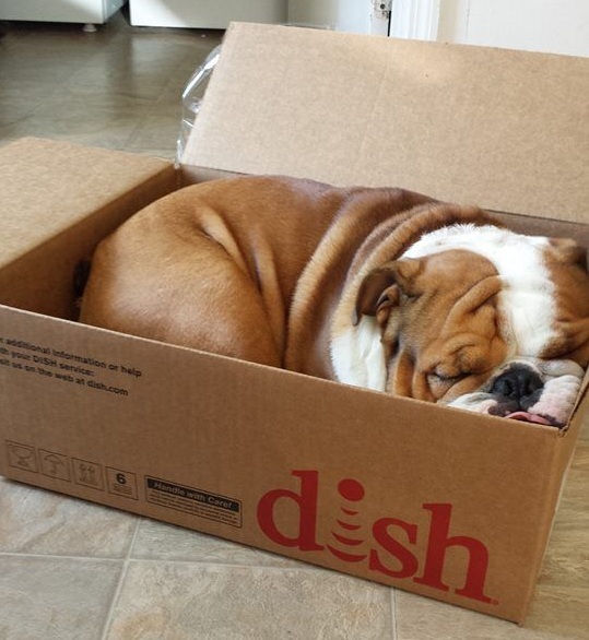 english bulldog sleeping in box