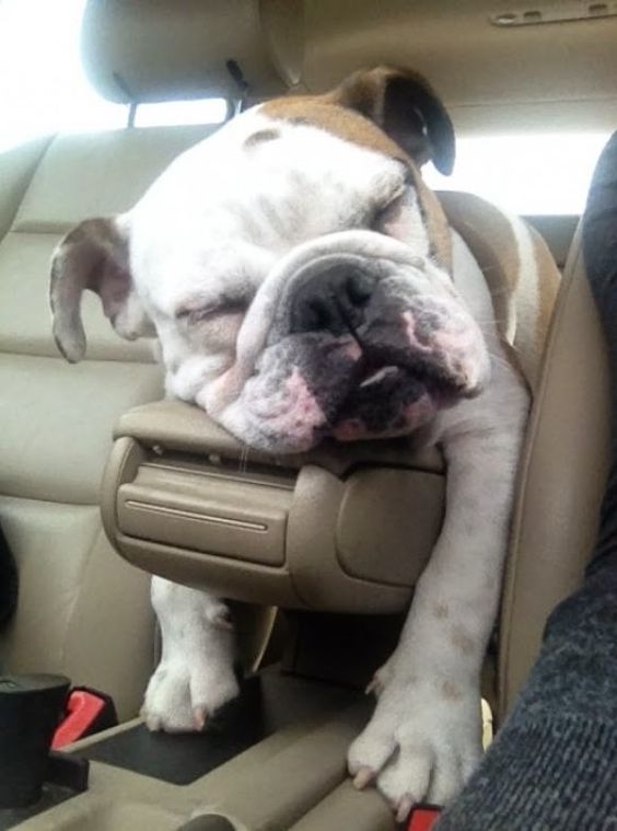 english bulldog sleeping in car