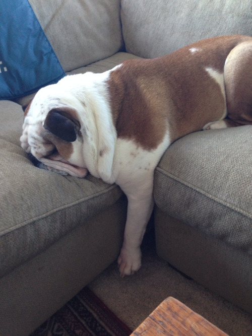 english bulldog sleeping position