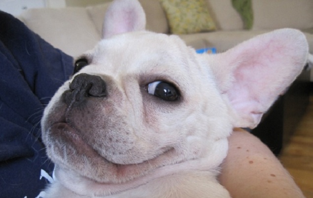 14 Things That Make French Bulldogs Happy 11