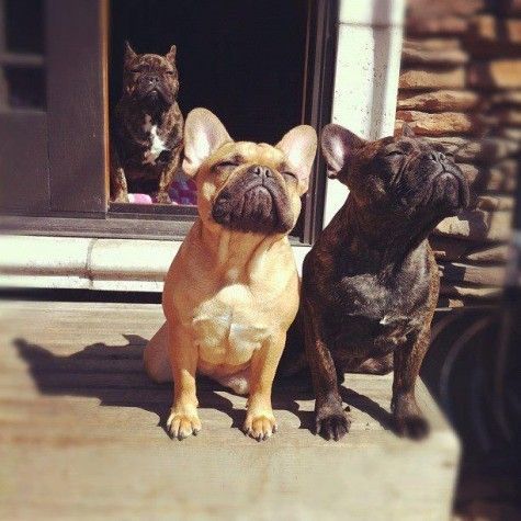 french bulldog summer