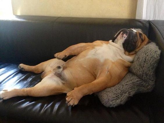 funny english bulldogs sleeping dog