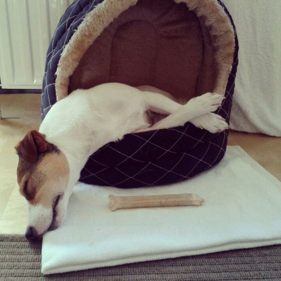 funny position for sleep jack russell