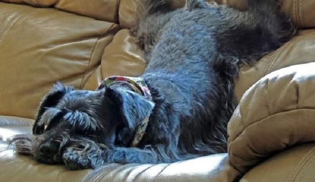 The 10 Most Awkward Schnauzer Sleeping Positions 1