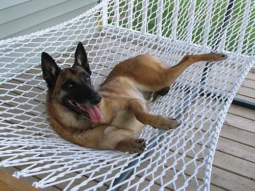 german shepherd hammock photo dog