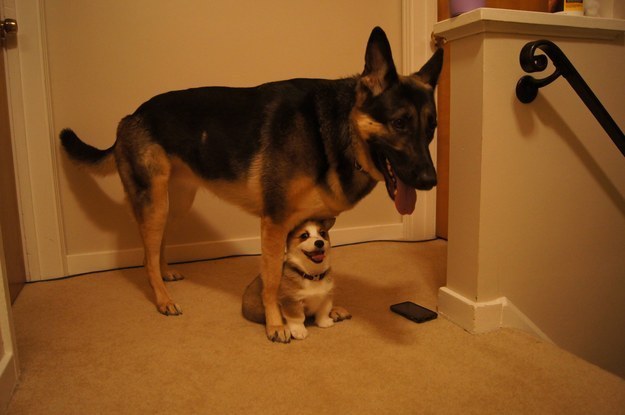 german shepherd puppy photo pics