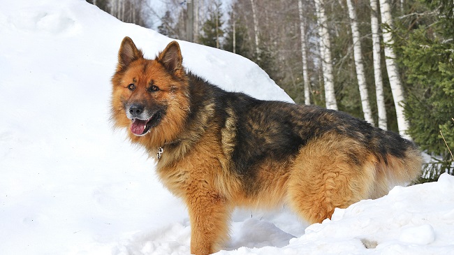 german shepherd winter photo dog