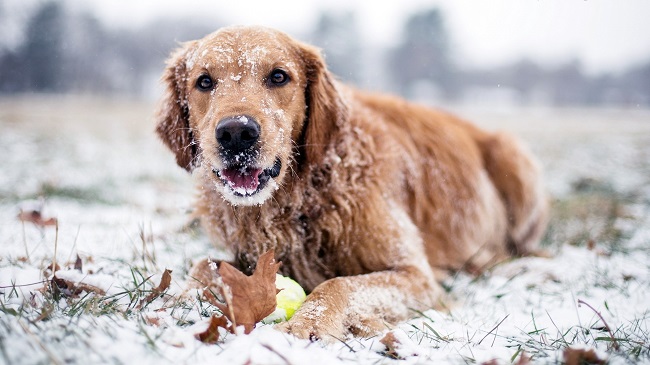 golden-retriever-in-the-snow play