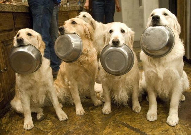 golden retrievers dogs plates begging