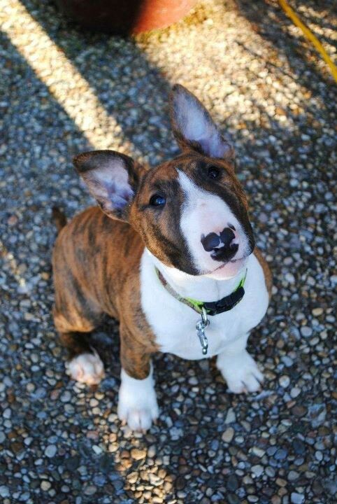guilty bull terrier dog photo